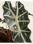 Alokasya Polly – Alocasia Amazonica Polly – 12 cm Saksı 3