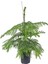 Salon Çamı – Araucaria Heterophylla – 17 cm Saksı 2