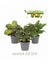3'lü Set – Dua Çiçeği – Calathea Mix 12 cm 1