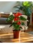 Kırmızı Flamingo Çiçeği – Anthurium Andreanum 14 cm Saksı 1