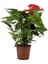 Kırmızı Flamingo Çiçeği – Anthurium Andreanum 14 cm Saksı 2