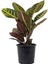 Croton Petra – Kroton Bitkisi 17 cm Saksı 2