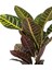 Croton Petra – Kroton Bitkisi 17 cm Saksı 3