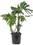 Deve Tabanı Bitkisi – Monstera Deliciosa 21 cm Saksı 1