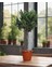Zeytin – Olea europaea – 17 cm Saksı 1
