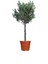 Zeytin – Olea europaea – 17 cm Saksı 2