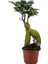 Ginseng Bonsai – Ficus Microcarpa 50–90 gr – Mini Boy 1