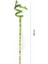 Şans Bambusu – Dracaena Lucky Bamboo 80 cm (5 Adet) 2