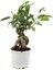 Ginseng Bonsai – Ficus Microcarpa 7.5–8.5 cm Saksı 1