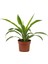 Dracena Lemon Lime – Dracaena Fragrans Lemon Lime – 12 cm Saksı 1