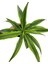 Dracena Lemon Lime – Dracaena Fragrans Lemon Lime – 12 cm Saksı 2