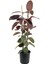 Kauçuk Bitkisi Çift Gövde – Ficus Elastica Belize 1
