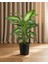 Dieffenbachia Tropic Snow – 21 cm Saksı 1