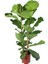 Keman Yapraklı Ficus – Ficus Lyrata – Çift Gövdeli, 21 cm Saksı 1