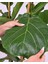 Keman Yapraklı Ficus – Ficus Lyrata – Çift Gövdeli, 21 cm Saksı 2