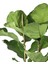 Keman Yapraklı Ficus – Ficus Lyrata – Çift Gövdeli, 21 cm Saksı 3