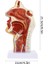 Burun Boşluğu Modeli Ağız Boşluğu Modeli Yutak Gırtlak Anatomik Modeli (Yurt Dışından) 3