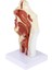 Burun Boşluğu Modeli Ağız Boşluğu Modeli Yutak Gırtlak Anatomik Modeli (Yurt Dışından) 4