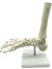1:1 Insan Iskeleti Ayak Anatomisi Modeli Ayak ve Ayak Bileği Modeli Öğretimi (Yurt Dışından) 5