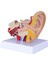 1,5 Kez Insan Kulak Anatomisi Modeli Organ Yapısı Gösterimi (Yurt Dışından) 1