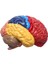 Serebral Anatomik Model Anatomi 1: 1 Yarı Beyin Beyin Saklığı Öğretim Laboratuvarı Malzemeleri (Yurt Dışından) 4