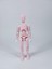 Dummy Oynar Eklemli 15 cm Aksiyon Oyuncağı Pastel Pembe 3 Çift El & Aksesuar 3