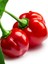Red Savina Habanero Pepper 350.000 – 570.000 Scoville - Gerçek Taze Acı Biber 3