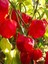 Red Savina Habanero Pepper 350.000 – 570.000 Scoville - Gerçek Taze Acı Biber 4