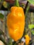 Bhut Jolokıa Ghost Yellow Pepper / 800.000 Scoville - Gerçek Taze Acı Biber 2