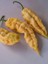 Bhut Jolokıa Ghost Yellow Pepper / 800.000 Scoville - Gerçek Taze Acı Biber 3