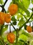 Hotbynature Habanero Lemon Pepper / 350.000 Scoville - Gerçek Taze Acı Biber 4