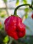 Dragons Breath Pepper / 2.5 Milyon Scoville - Gerçek Taze Acı Biber 2