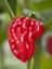 Naga Viper / 900.000 – 1.4 M Scoville - Gerçek Taze Acı Biber 2