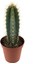 Pilosocereus Azureus (Kaktüs) 1