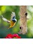Yabani Kuş Asma Besleyici Tübüler Anti-Koşu Dış Bahçe Kuş Besleyicileri Tepsi Birdhouse Pet Su Besleyicileri Yiyecek (Yurt Dışından) 3