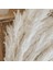 Beyaz Pampas Çim - 10 Pampas Düğün, Ev ve Etkinlik Dekoru Için Kabarık Pampas Çim Sapları - Kurutulmuş Pampas Çimleri (Yurt Dışından) 5