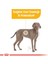 Maxi Dermacomfort Kuru Köpek Maması 12kg 18