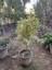 Benjamin Gold Bitkisi (Ficus Benjamina Golden) 60-70 cm 2