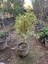 Benjamin Gold Bitkisi (Ficus Benjamina Golden) 60-70 cm 3
