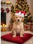 Köpek Noel Yılbaşı Parti Şapkası 1