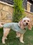 Mint Soft Kaşe Yeşil Köpek Kabanı -Köpek Montu 1