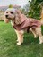 Caramel Kapüşonlu Köpek Trençkot -Köpek Montu 2