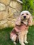 Caramel Kapüşonlu Köpek Trençkot -Köpek Montu 3
