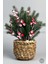 Kokina Bitkisi 35 cm Hasır Saksıda 48 Meyveli Yılbaşı Bitkisi 1
