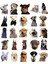 Buğz Sevimli Köpek Çıkartmaları Laptop Notebook Tablet Sticker Seti 1