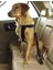Evcil Hayvan Araç Emniyet Kemeri Kedi Köpek Araba Oto Tasması Oto Aksesuarları (Siyah) 1