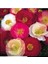 Dünyam 10 Adet Shirley Poppies Double Mixture Tohumu 3
