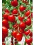 Dünyam Salkım Cherry Domates Tohumu / 5+ Adet Tohum 5