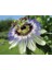Dünyam 5 Adet Blue Passion (Passiflora Caerulea) Tohumu 2