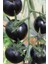 Look Siyah Kumato Domatesi Tohumu/eko Paket 25 + Adet Tohum TH-THMCMTHM343 2